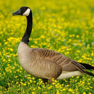 Canada Goose Profile