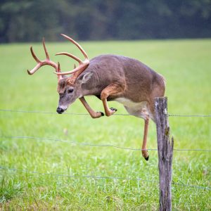 Food Plot Protection